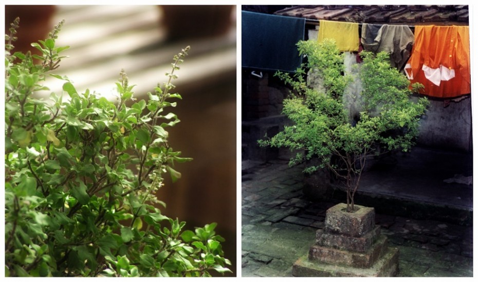 Tulsi - das heilige indische Basilikum & seine wunderbare Wirkungen